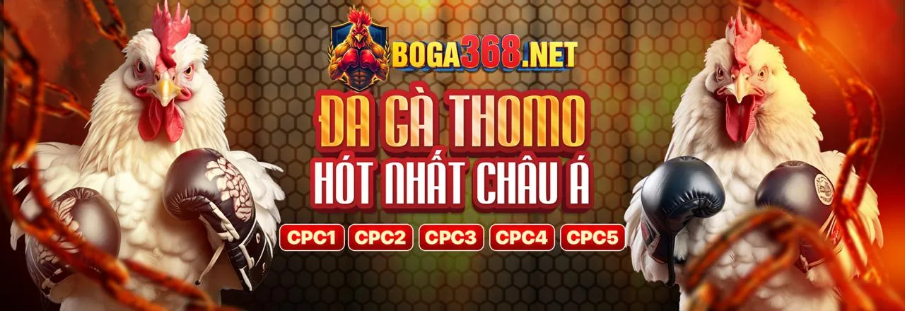 Đá gà Shbet với trận đấu kịch tính và người chơi cổ vũ cuồng nhiệt